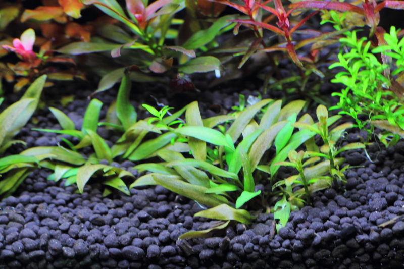 植栽から7日目　クリプトコリネ　ベケッチー